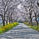 순창군 순창읍 남계로 옥천골 벚꽃축제 코로나 확산 폐쇄 이미지