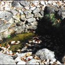 단종 어수정 이미지