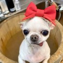 강남펫살롱 이미지