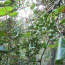 우리김밥 이미지