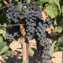 제임스짐JS | [시음 후기] 갈라트로나 페트롤로 2017