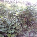 함창 신흥리 이미지