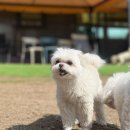 드림애견학교 이미지