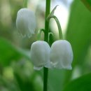 뮤게(muguet) 이미지