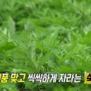 자연떡방앗간 이미지