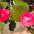 황포냉면 이미지