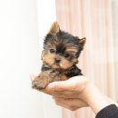 펫토이동물병원 이미지