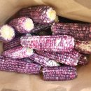 금당골농장 이미지