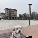 왕왕애견샵 이미지