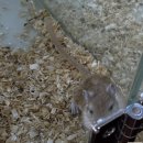 제주 골든햄스터 분양 볼주머니 | 부천시 | 골든햄스터 분양 + 사료/간식 판매하는 곳, 햄스터에 진심인 미니펫스쿨 내돈내산 방문 후기!