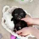 강아지분양 애견입양 아이러브독 수원점 말티푸미니비숑포메 | 영통동강아지분양에서 만난 아이러브독 수원점 강아지들의 깜찍한 매력