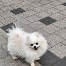 까꾸뽀꾸