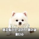 잘나가는 강아지 | 강아지 눈물 자국 산책 후 발 닦기 필수템 페피릴리프 페이셜 물티슈 솔직 후기