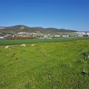 삼손농장 이미지