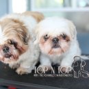 푸치 펫 그루밍 이미지