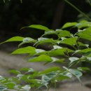 행복나무(Happy 이미지