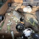 호박게임장 이미지