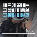 고양이이발관(부천신중동점) 이미지