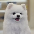 메모리멍 네이버블로그