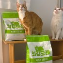 최강 | 잘굳는모래 최강모래 후기! 벤토나이트모래 대만족