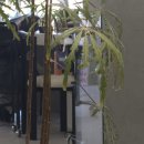 내포우리약국 | 여기는 12월 46일, 2025년을 마지막으로 고한다!