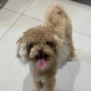 텐즈힐 애견미용 이미지