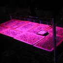 LED 식물 조명 달기 이미지