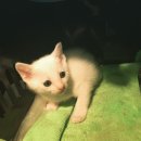 은냥이네 이미지