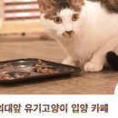꿈꾸는 고양이 이미지