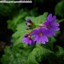 개화농장 이미지