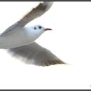 부산갈매기 - 당진시 먹거리길 72-13 | 부산갈매기