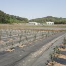 이길수농장 이미지