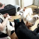 냥이의꿈 이미지