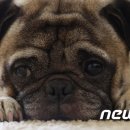 포독스2 이미지