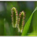 강아지풀 이미지