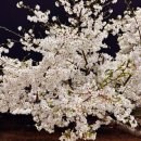 냉천중학교 앞 보도 | 청주 무심천 벚꽃길 푸드트럭 축제 주차꿀팁