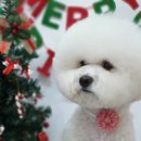 쭈스타일 이미지