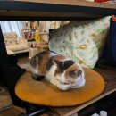 COZY HOUSE | 화롄 여행 🥭 코지 하우스 호스텔 (Cozy House Hostel) 숙소 후기 & 🎂 카페 추천 Frontiere Francaise ☕️