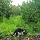 새롬민박 이미지