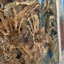 구룡포대게 | 포항 구룡포,호미곶맛집 대게 찐 맛집 대게나라 솔직 후기, ( 대게 살 잘 발라먹는 꿀팁 O )