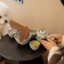 스테이펫 이미지