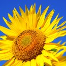 청춘식품 이미지