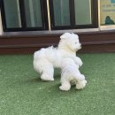 헬로우버디 | 용인애견유치원 반려견 케어의 천국 헬로우버디 후기