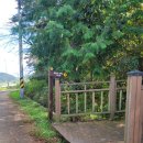 모암길 | 축령산 (모암마을~중턱)편백나무 후기