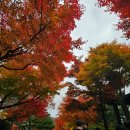 소나무부분정비 | 화담숲 실시간 방문 후기｜예약방법부터 모노레일 이용 꿀팁·정보 총정리