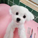 뽀송이 멍살롱 이미지