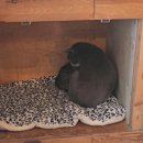 수아비스 | 평택고양이카페 삼층고양이카페 후기 (고양이들 관리 쏘굿)