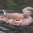 원앙파크 이미지