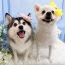 멍구르르 이미지