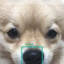 파이리코 이미지